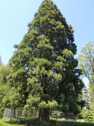 Se modernizează drumul de acces spre Arborele de Sequoia din comuna Săcuieu